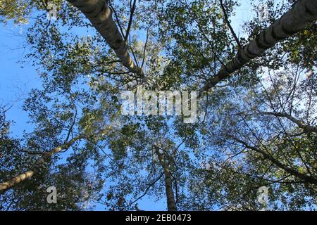 guardando verso le cime degli alberi dal piano terra, attraverso la tettoia con cielo blu e sole Foto Stock