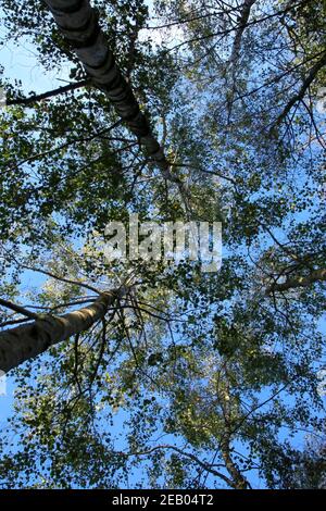 guardando verso le cime degli alberi dal piano terra, attraverso la tettoia con cielo blu e sole Foto Stock