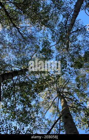 guardando verso le cime degli alberi dal piano terra, attraverso la tettoia con cielo blu e sole Foto Stock