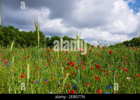 Bel campo di fiori selvatici con fiori di papavero rosso e fiori di mais blu nella foresta di Vincennes di Parigi, Francia. Maestosa natura sfondo. Biodusit Foto Stock