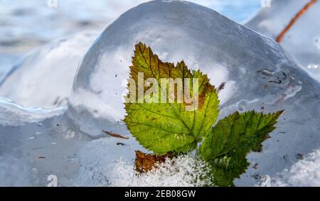 11 febbraio 2021, Schleswig-Holstein, Plön: Le foglie sulla riva del lago di Plön sono completamente racchiusi in ghiaccio trasparente. Foto: Axel Heimken/dpa Foto Stock