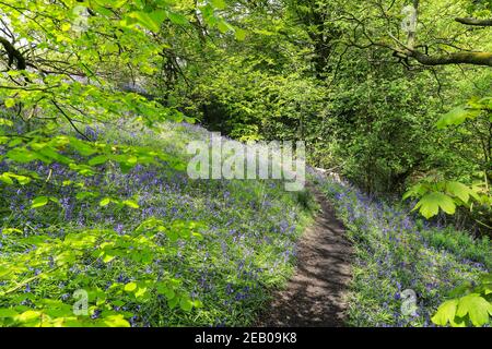 Un percorso attraverso un bosco di Bluebell inglese in primavera con le foglie sugli alberi appena uscenti, Staffordshire, Inghilterra, Regno Unito Foto Stock