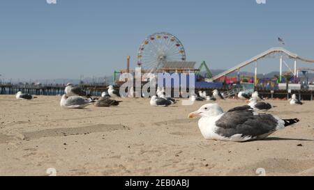 Gabbiani di mare sulla soleggiata spiaggia di sabbia della california, classica ruota panoramica nel parco divertimenti sul molo di Santa Monica pacific Ocean Resort. Vista iconica estiva Foto Stock