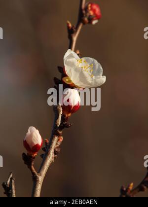 Fiore albero ornamentale di prugna. Fiori rosa sui rami. Primavera a Kiev, Ucraina Foto Stock