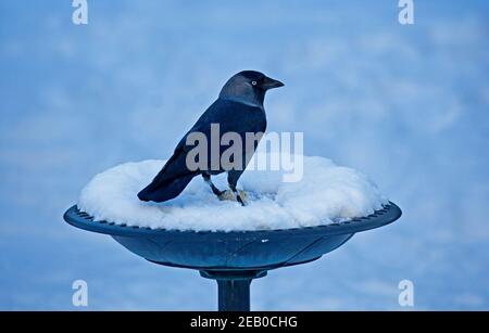 Edimburgo, Scozia. Meteo nel Regno Unito, 11 febbraio 2021. Corvus monidula, Jackdaw godendo di palla di grasso su neve coperta birdbath.The jackdaw è un piccolo, nero-capped corvo di boschi, parchi, città e costa. Foto Stock