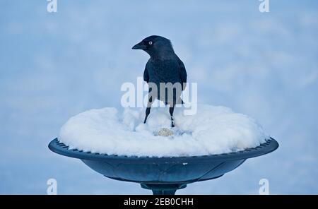 Edimburgo, Scozia. Meteo nel Regno Unito, 11 febbraio 2021. Corvus monidula, Jackdaw godendo di palla di grasso su neve coperta birdbath.The jackdaw è un piccolo, nero-capped corvo di boschi, parchi, città e costa. Foto Stock