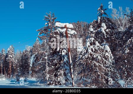 Vecchio palo di potere in legno nella foresta coperta di neve Foto Stock