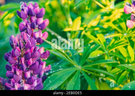 Lupini viola in estate giardino soleggiato Foto Stock