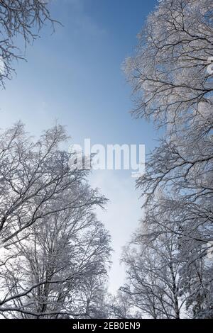 Rami in gelo contro il cielo blu. Foresta di neve in velluto bianco. Vista dal basso verso l'alto in condizioni di sole e freddo. Foto Stock