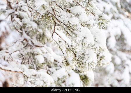 Rami di pino spessi con neve soffice sui rami. Inverno foresta in gelo. Foto Stock