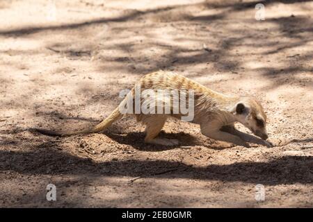 Meerkat dalla coda snella o Suricate (Suricata suricatta) che fa foraggio nella sabbia, Kgalagadi TransFrontier Park, Kalahari, Capo del Nord, Sud Africa Foto Stock