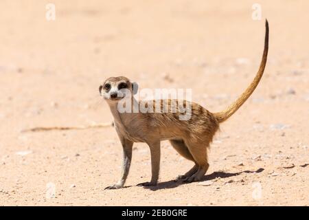 Meerkat dalla coda snella o Suricate (Suricata suricatta) allerta con coda in su, Kgalagadi Tranfrontiera Park, Kalahari, Capo del Nord, Sud Africa Foto Stock
