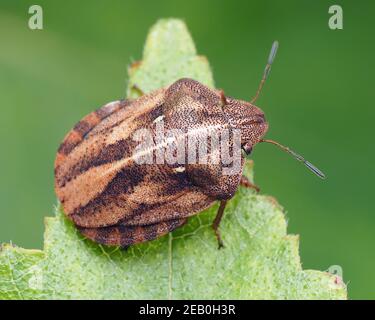 Tartaruga (Shieldbug Eurygaster "testudinaria) appollaiato su foglie di piante. Tipperary, Irlanda Foto Stock