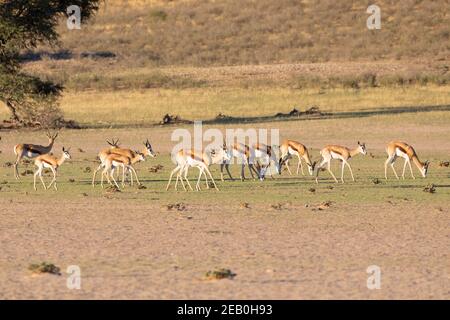 Springbok o Springbuck (Antidorcas marsupialis) nel fiume Auob all'alba, Kgalagadi TransFrontier Park, Kalahari, Capo del Nord, Sud Africa Foto Stock