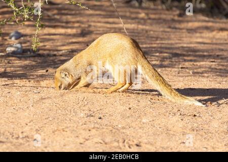 Mongoose giallo (Cynictis penicillata) Kgalagadi Tranfrontiera Parco, Kalahari, Capo del Nord, Sud Africa. Ospite di ceppo di viverrid della rabbia Foto Stock