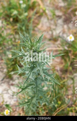 Carthamus lanatus pianta fresca Foto Stock