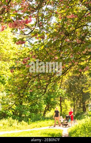 Silhouette sfocate di giovane coppia con baby making Promenade nella foresta di Vincennes di Parigi (Francia) vita durante il confinamento, concetti di vita sana. S Foto Stock