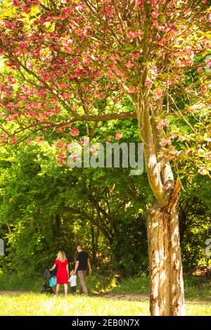 Silhouette sfocate di giovane coppia con baby making Promenade nella foresta di Vincennes di Parigi (Francia) vita durante il confinamento, concetti di vita sana. S Foto Stock