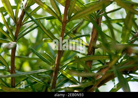 Rosmarinus officinalis, comunemente noto come rosmarino. Una bella pianta di rosmarino, immagini vivide, riprese in piena luce del giorno, foto soleggiata. Foto Stock