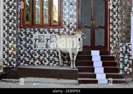 La mucca bianca (animale santo nell'induismo) si trova vicino alla casa privata e attende la donazione di cibo (alimentazione) da persone, Pushkar, Rajasthan, India Foto Stock