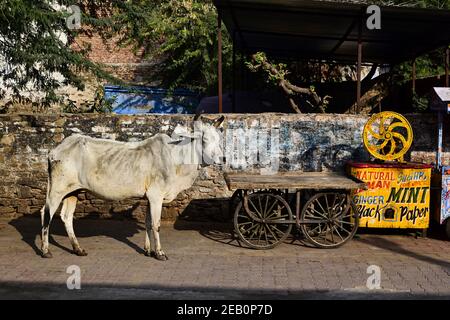 Mucca bianca animale santo in piedi vicino stalla di legno con le ruote e spremuta con i nomi delle bevande sul indiano tradizionale mercato di strada a Pushkar Foto Stock