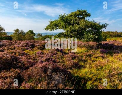 Alberi e erica viola alla fine di agosto su Stanton Moor Vicino a Bakewell nel Peak District National Park Derbyshire Dales Inghilterra Regno Unito Foto Stock