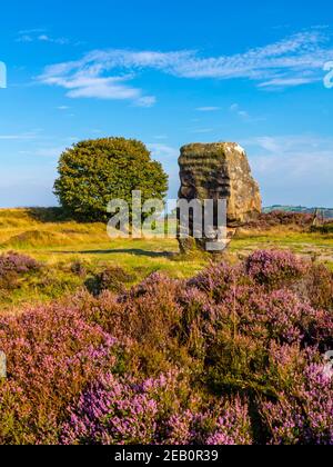 La pietra di sughero e erica viola a fine agosto Stanton Moor vicino a Bakewell nel Parco Nazionale del Peak District Derbyshire Dales Inghilterra Regno Unito Foto Stock