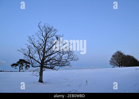 Dopo il tramonto nel parco di Knole, un parco di caccia al cervo Tudor, Sevenoaks, Kent, nel febbraio 2021 in una giornata di gelido con la neve. Duro, schiarito. Sensazione di spooky Foto Stock