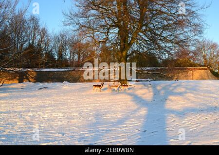 Cervi a metà distanza, sunglow su neve e muri, alberi e ombre nel Knole Park, un punto di riferimento Tudor a Sevenoaks, Kent, nel febbraio 2021 Foto Stock