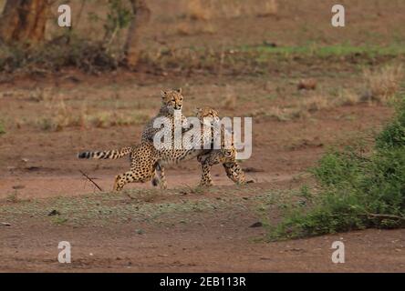 Cheetah (Achinonyx jubatus jabatus) tre cuccioli giocano combattendo Kruger NP, Sudafrica Novembre Foto Stock