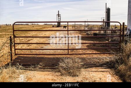 Mucche e campo di petrolio attrezzatura vista attraverso il cancello di metallo con guardia di bestiame in un giorno d'inverno tetro. Foto Stock