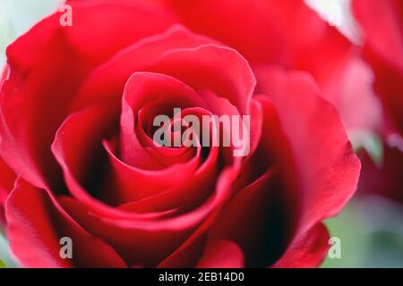 Rosa rossa che mostra la natura delicata dei petali che si sfolgono Foto Stock