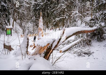 Secolare tronco di pino gigante coperto dalla neve caduto sul sentiero dopo una forte nevicata in un parco o foresta in inverno Foto Stock