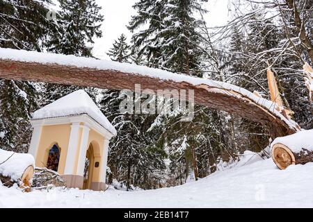 Secolare tronco di pino gigante coperto dalla neve caduto sul sentiero dopo una forte nevicata in un parco o foresta in inverno Foto Stock