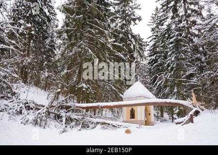 Secolare tronco di pino gigante coperto dalla neve caduto sul sentiero dopo una forte nevicata in un parco o foresta in inverno Foto Stock