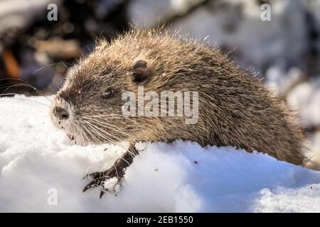 Haltern-am-See, NRW, Germania, 11 febbraio 2021. Uno dei piccoli bambini di coypu si scavava nella neve per sgranchire su ghiande e ramoscelli. La famiglia di coypus (Myocastor coypus), conosciuto anche come ratti nutria o castori, mamma e lei ormai cinque mesi bambini, tutti sembrano essere sopravvissuti bene alle recenti tempeste di neve e stanno godendo chiaramente il sole bello e temperature più calde oggi. Gli animali sono stati avvistati per la prima volta intorno al lago di Haltern l'anno scorso. Foto Stock