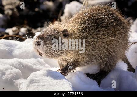 Haltern-am-See, NRW, Germania, 11 febbraio 2021. Uno dei piccoli bambini di coypu si scavava nella neve per sgranchire su ghiande e ramoscelli. La famiglia di coypus (Myocastor coypus), conosciuto anche come ratti nutria o castori, mamma e lei ormai cinque mesi bambini, tutti sembrano essere sopravvissuti bene alle recenti tempeste di neve e stanno godendo chiaramente il sole bello e temperature più calde oggi. Gli animali sono stati avvistati per la prima volta intorno al lago di Haltern l'anno scorso. Foto Stock