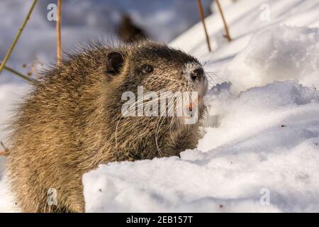 Haltern-am-See, NRW, Germania, 11 febbraio 2021. Uno dei piccoli bambini di coypu si scavava nella neve per sgranchire su ghiande e ramoscelli. La famiglia di coypus (Myocastor coypus), conosciuto anche come ratti nutria o castori, mamma e lei ormai cinque mesi bambini, tutti sembrano essere sopravvissuti bene alle recenti tempeste di neve e stanno godendo chiaramente il sole bello e temperature più calde oggi. Gli animali sono stati avvistati per la prima volta intorno al lago di Haltern l'anno scorso. Foto Stock