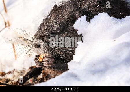 Haltern-am-See, NRW, Germania, 11 febbraio 2021. Uno dei piccoli bambini di coypu si scavava nella neve per sgranchire su ghiande e ramoscelli. La famiglia di coypus (Myocastor coypus), conosciuto anche come ratti nutria o castori, mamma e lei ormai cinque mesi bambini, tutti sembrano essere sopravvissuti bene alle recenti tempeste di neve e stanno godendo chiaramente il sole bello e temperature più calde oggi. Gli animali sono stati avvistati per la prima volta intorno al lago di Haltern l'anno scorso. Foto Stock