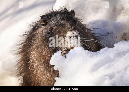 Haltern-am-See, NRW, Germania, 11 febbraio 2021. Uno dei piccoli bambini di coypu si scavava nella neve per sgranchire su ghiande e ramoscelli. La famiglia di coypus (Myocastor coypus), conosciuto anche come ratti nutria o castori, mamma e lei ormai cinque mesi bambini, tutti sembrano essere sopravvissuti bene alle recenti tempeste di neve e stanno godendo chiaramente il sole bello e temperature più calde oggi. Gli animali sono stati avvistati per la prima volta intorno al lago di Haltern l'anno scorso. Foto Stock