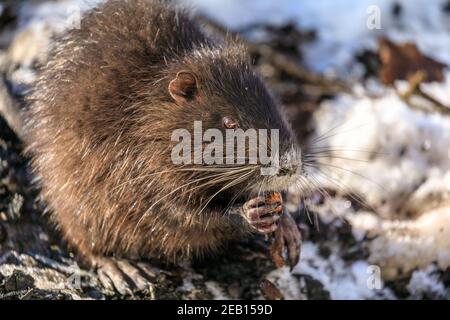 Haltern-am-See, NRW, Germania, 11 febbraio 2021. Uno dei piccoli bambini di coypu si scavava nella neve per sgranchire su ghiande e ramoscelli. La famiglia di coypus (Myocastor coypus), conosciuto anche come ratti nutria o castori, mamma e lei ormai cinque mesi bambini, tutti sembrano essere sopravvissuti bene alle recenti tempeste di neve e stanno godendo chiaramente il sole bello e temperature più calde oggi. Gli animali sono stati avvistati per la prima volta intorno al lago di Haltern l'anno scorso. Foto Stock