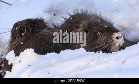 Haltern-am-See, NRW, Germania, 11 febbraio 2021. Due dei piccoli bambini di coypu scavano intorno nella neve per nebble su ghiande e ramoscelli. La famiglia di coypus (Myocastor coypus), conosciuto anche come ratti nutria o castori, mamma e lei ormai cinque mesi bambini, tutti sembrano essere sopravvissuti bene alle recenti tempeste di neve e stanno godendo chiaramente il sole bello e temperature più calde oggi. Gli animali sono stati avvistati per la prima volta intorno al lago di Haltern l'anno scorso. Foto Stock