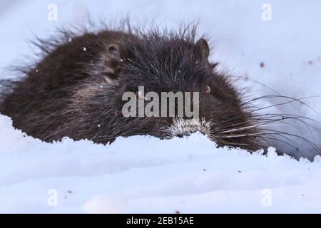 Haltern-am-See, NRW, Germania, 11 febbraio 2021. Uno dei piccoli bambini di coypu si scavava nella neve per sgranchire su ghiande e ramoscelli. La famiglia di coypus (Myocastor coypus), conosciuto anche come ratti nutria o castori, mamma e lei ormai cinque mesi bambini, tutti sembrano essere sopravvissuti bene alle recenti tempeste di neve e stanno godendo chiaramente il sole bello e temperature più calde oggi. Gli animali sono stati avvistati per la prima volta intorno al lago di Haltern l'anno scorso. Foto Stock