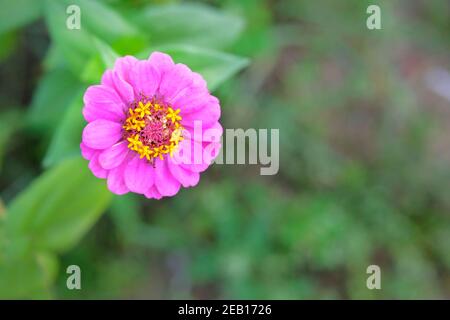 Viola fiori luminosi su sfondo verde sfocato. Primo piano bellissimi fiori rosa in fiore nel verde lussureggiante del giardino. Foto Stock