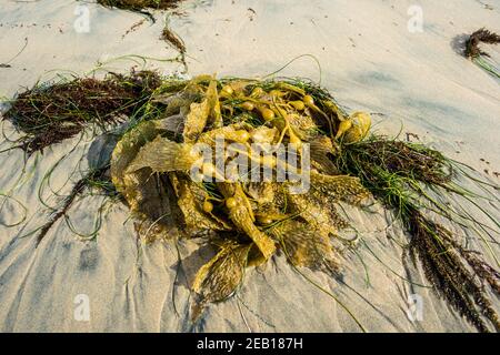 Il kelp delle alghe si è lavato sulla spiaggia di Corona del Mar Pacific Ocean Newport Beach California Stati Uniti Foto Stock