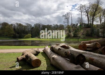 Vicino a Studley Royal e Ripon, grandi tronchi di alberi che erano stati segati sul lato del lago, North Yorkshire, Inghilterra, Regno Unito. Foto Stock