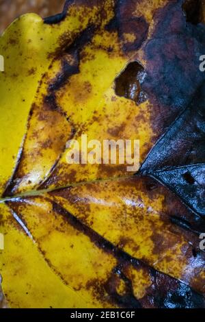 Foto in primo piano di un congedo giallo sul Cumberland Knob Gully Trail, Cumberland Knob state Park, North Carolina Foto Stock