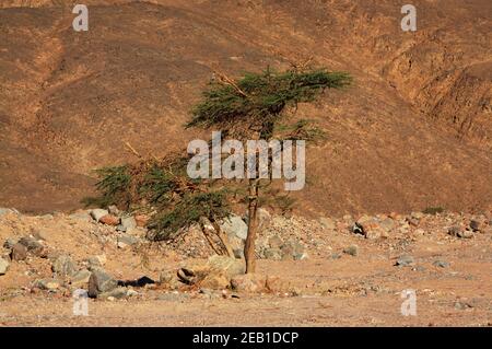 Albero solitario nelle montagne del Sinai Foto Stock