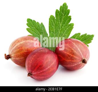 Primo piano di tre bacche di uva spina rosse mature con foglia di uva spina isolato su sfondo bianco Foto Stock