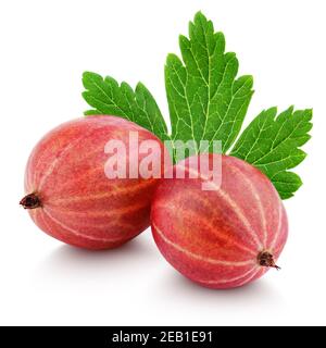 Primo piano di due bacche di frutti di bosco rossi maturi con foglia di uva spina isolato su sfondo bianco Foto Stock